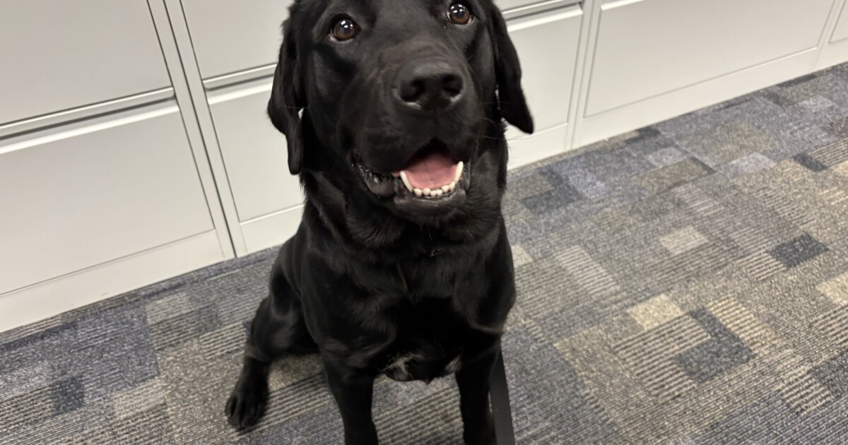 Local News Kirtland PD add electronic-sniffing K-9 to fight internet crimes against kids Tracy Carloss