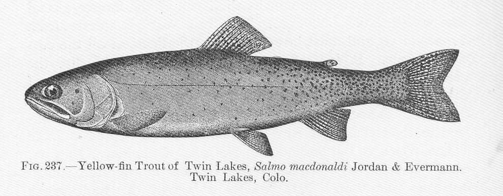 yellowfin-illustration.jpeg