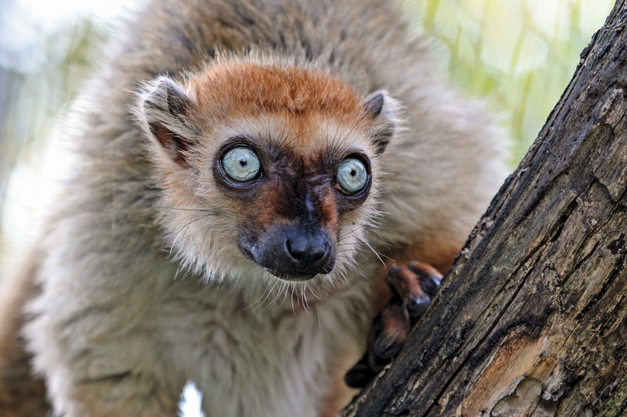 Blue-eyed black lemur4-Fred Cate.jpg