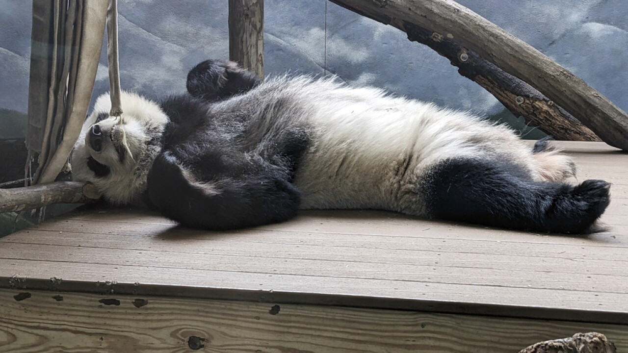 Atlanta Pandas Leaving
