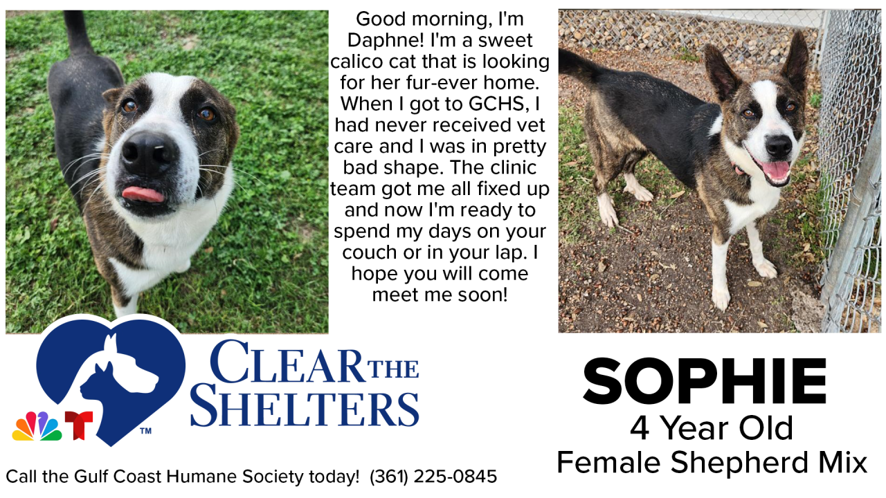 ClearTheShelters - 05.png