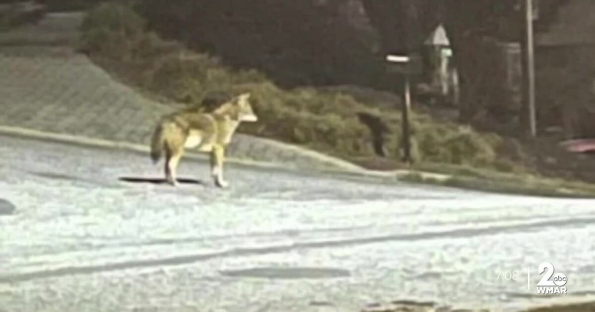Sightings of unusual wildlife sparks fear Sightings of unusual wildlife sparks fear