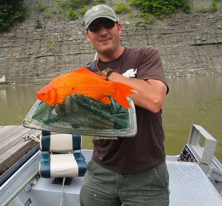 Invasive fish species are a problem in northeast Ohio waters