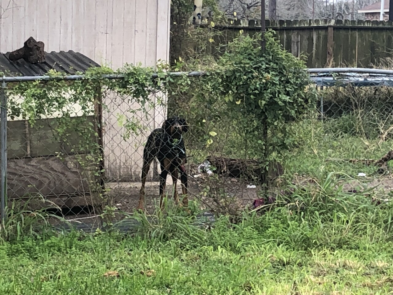 Dog left out in the cold