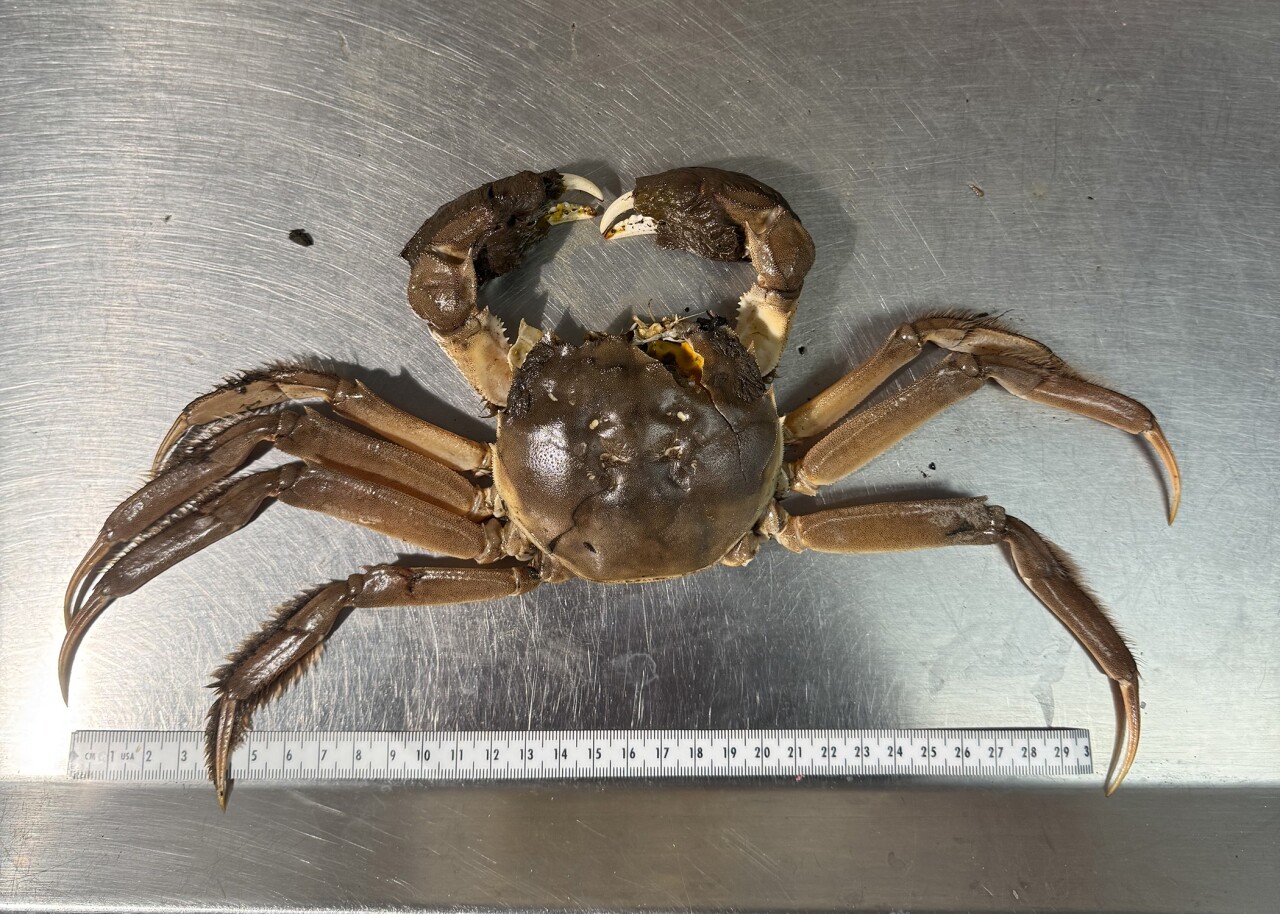 This image provided by the Oregon Department of Fish and Wildlife shows a Chinese mitten crab that was caught in the Columbia River.