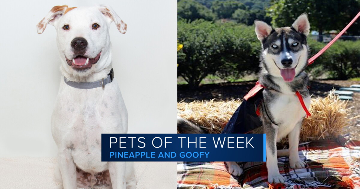 Pets of the Week Pineapple and Goofy are celebrating spooky season