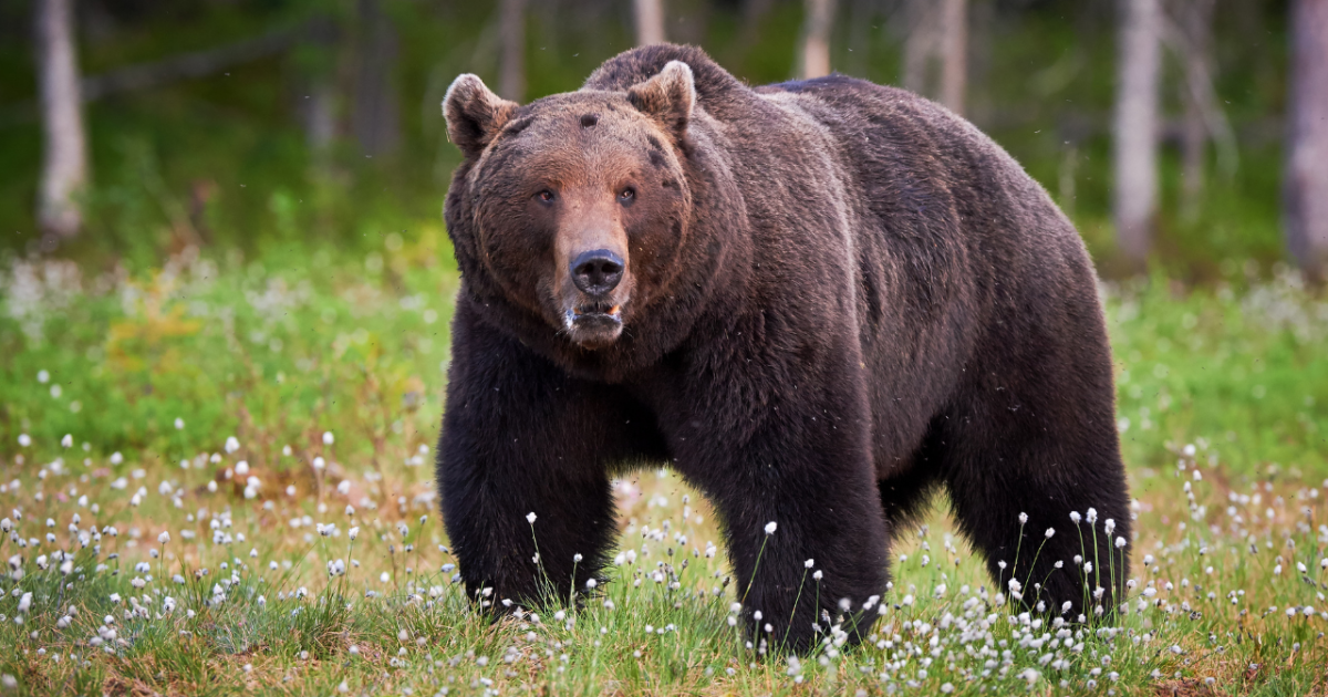 The Ecology Of Grizzly Bears In Montana And How To Prevent Conflicts