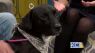 Purrfect Pet of the Week 1/23: “Orin”