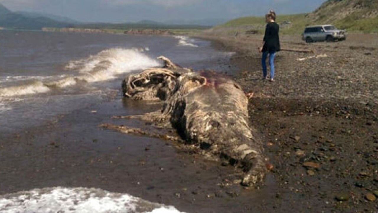 No This Is Not The Bear Lake Monster No It Has Not Washed Up In