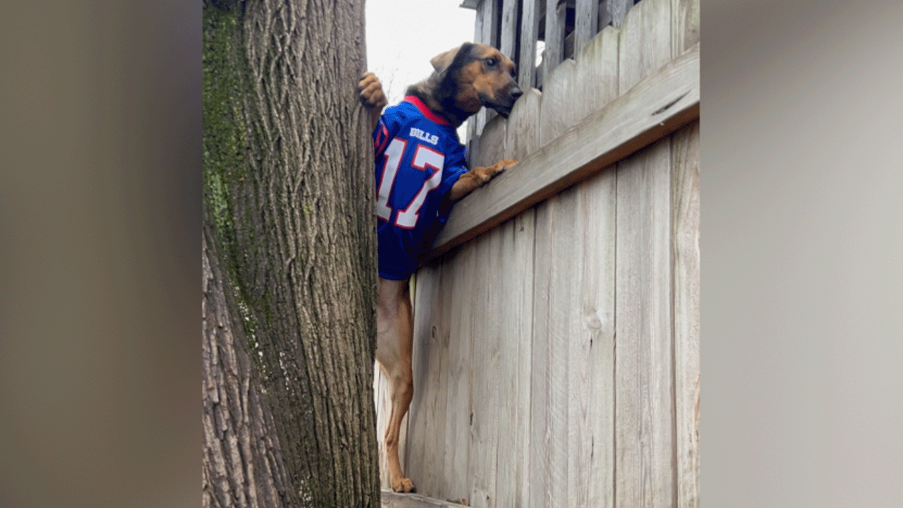 Nosey Nola in her Josh Allen jersey