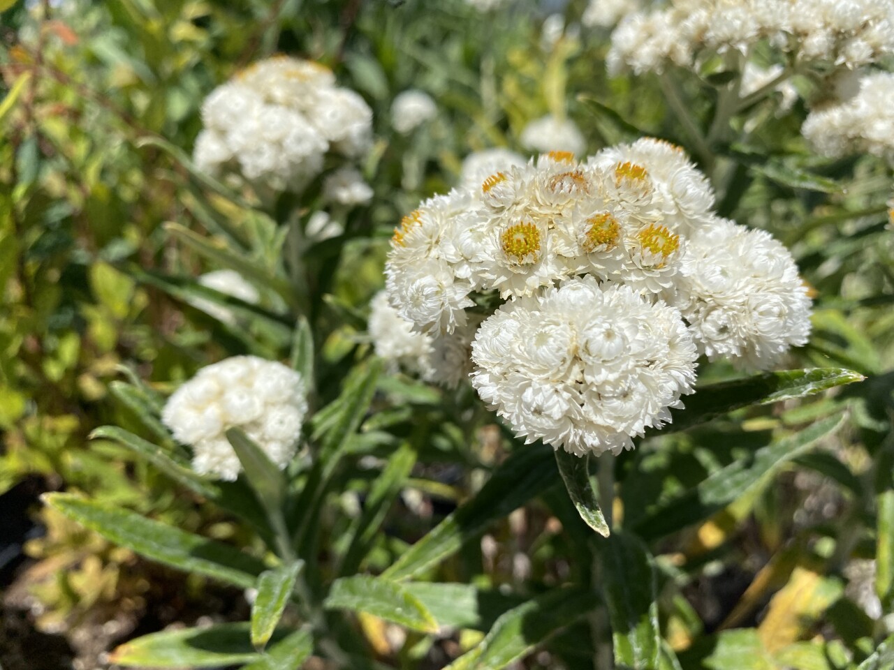 Water conservation tips: Xeriscaping