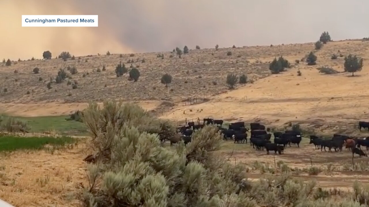 BIG GRASS FIRE CATTLE