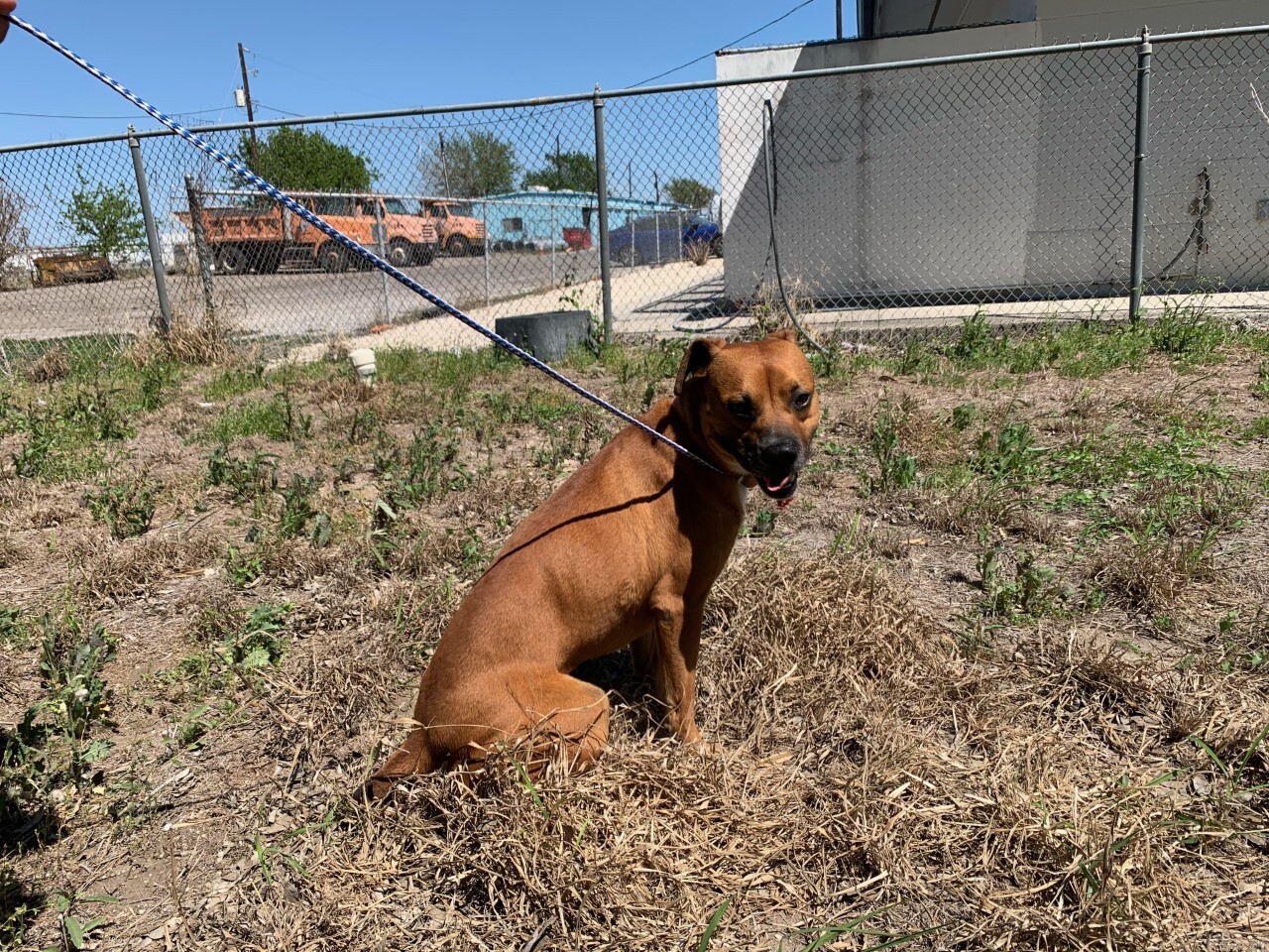 MUDD - DOG - NUECES CO ANIMAL SERVICES.jpg