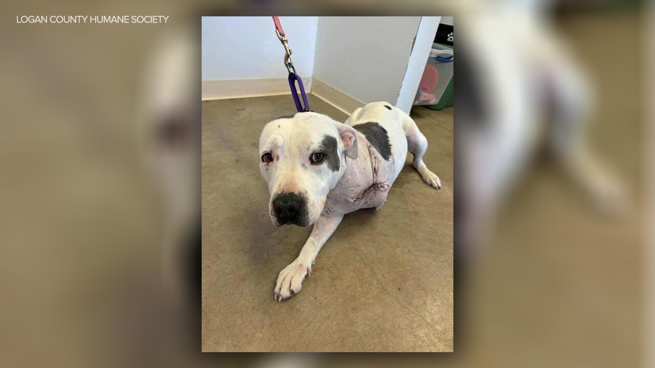 raya_logan county humane society.jpg