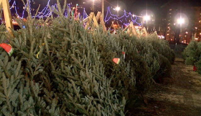 tree lot.jpg