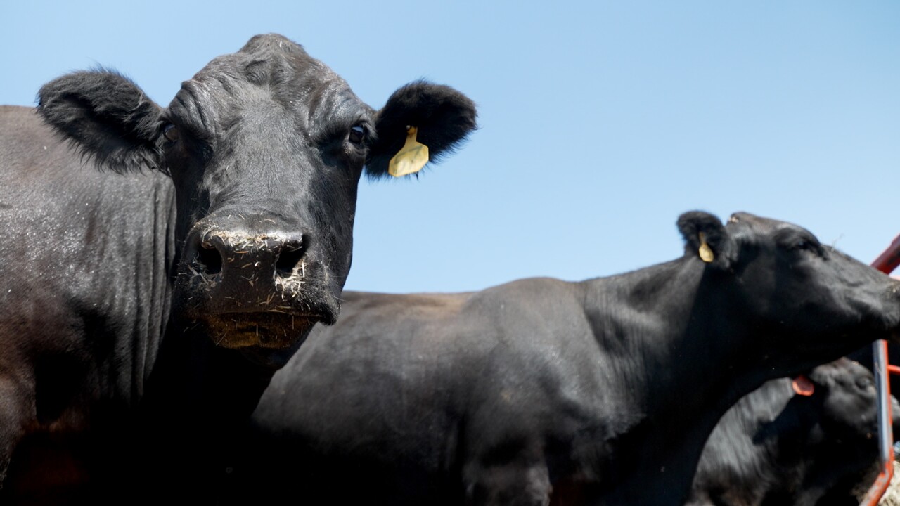 Cattle on the Cox Ranch.jpg