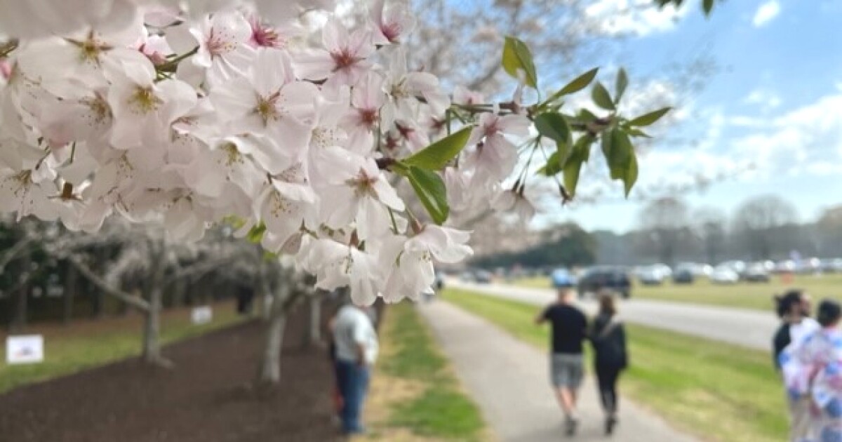 Hundreds of visitors and a wedding as Va Beach Cherry Blossom Festival