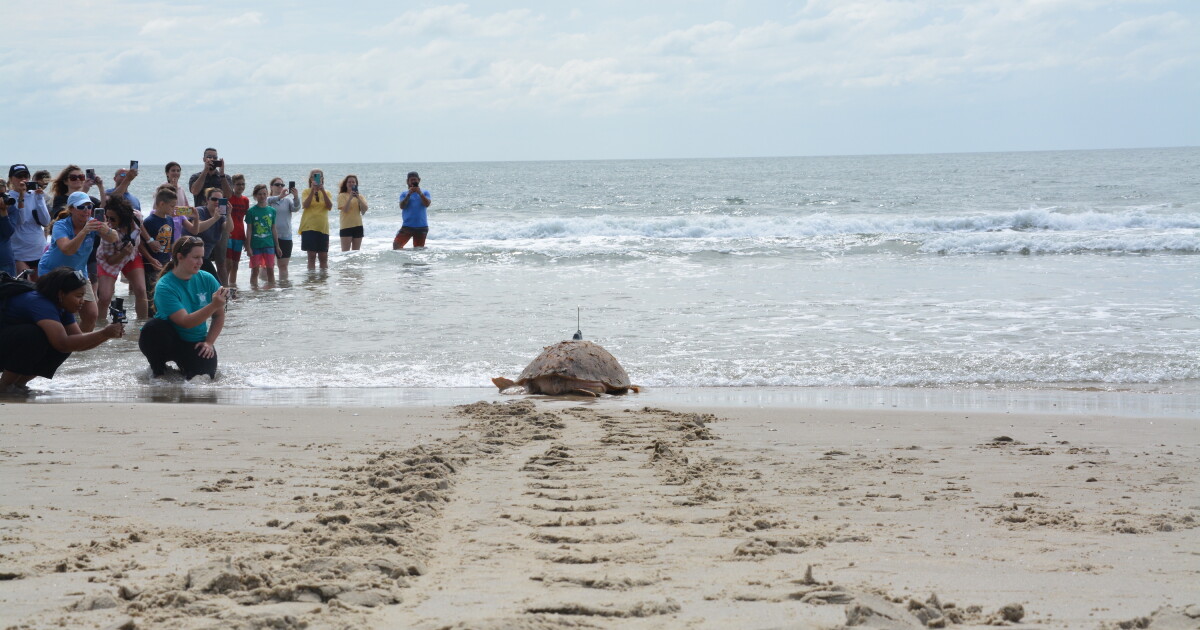 Rehabilitated sea turtles released in Buxton - Vimarsana News