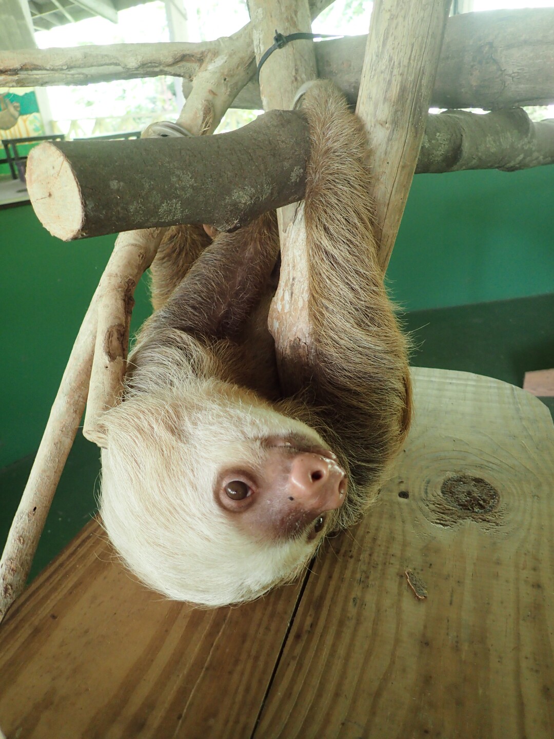 Baby Sloths (16).JPG
