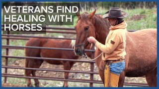 Montana ranch helps veterans heal through nature and horses