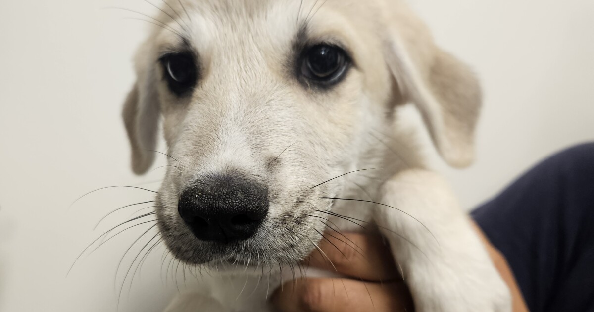 Pet of the Week: Quincy