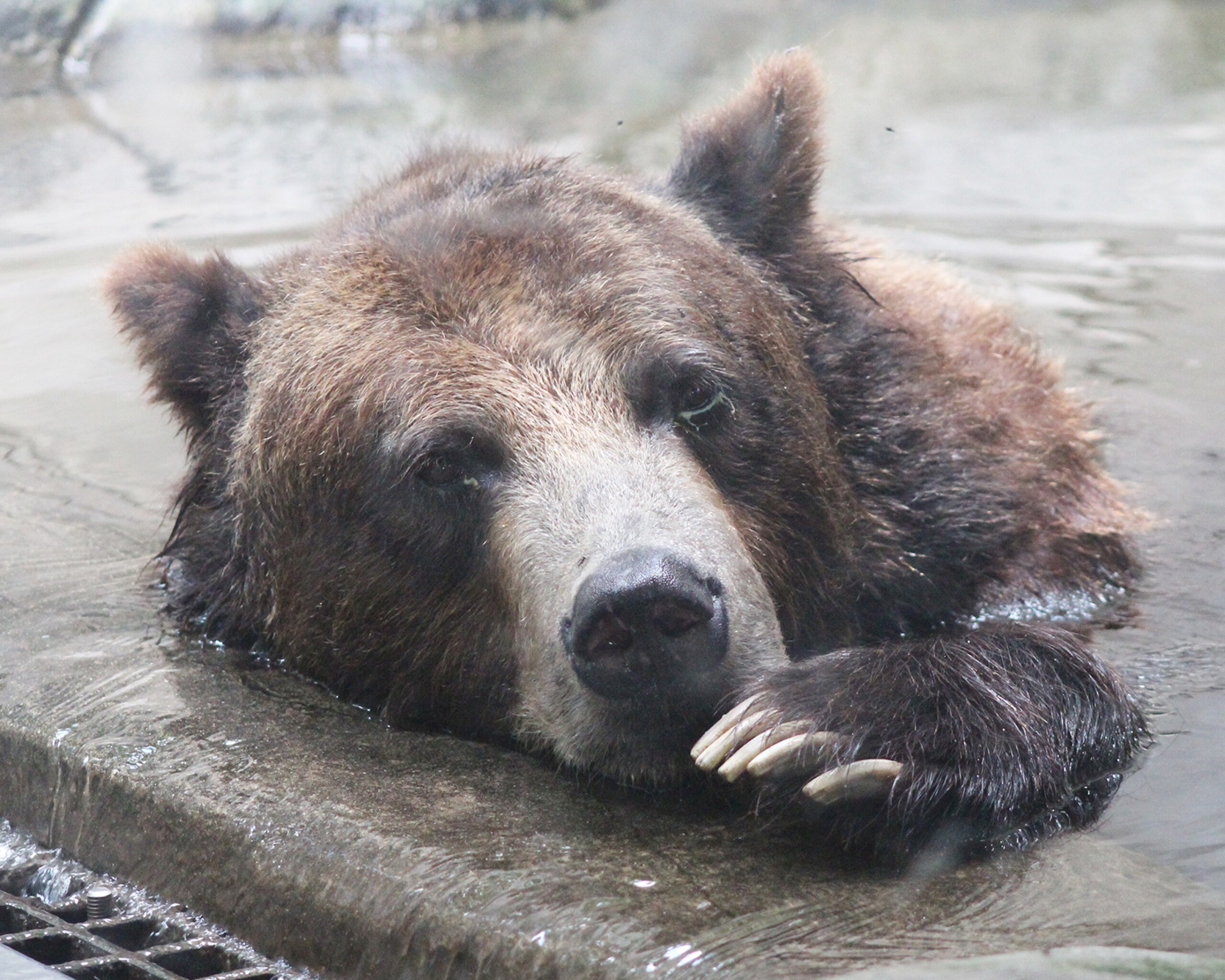 Teddy bear drive launched after John Ball Zoo's 'gentle giant' passes away