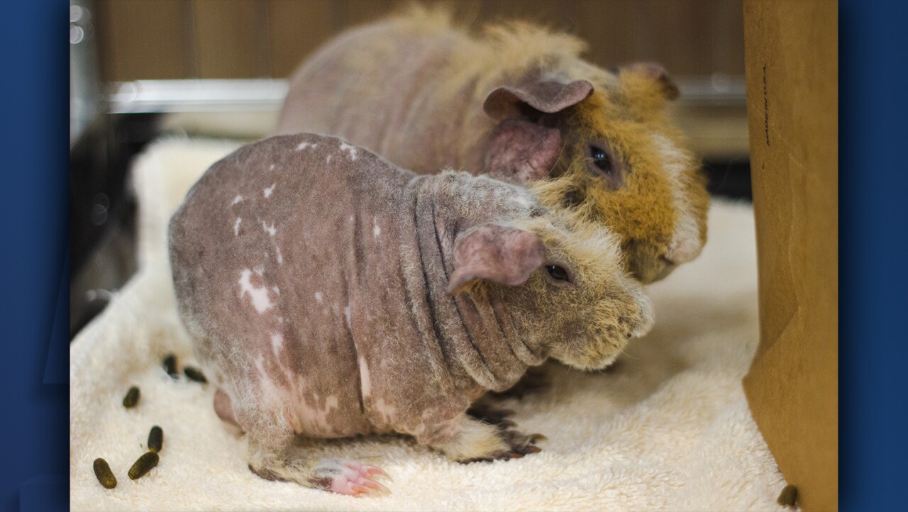 Scabbers and Kreacher 2.jpg