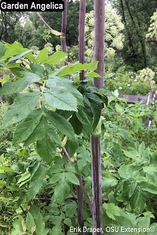 Angelica - Erik Draper 1.jpg