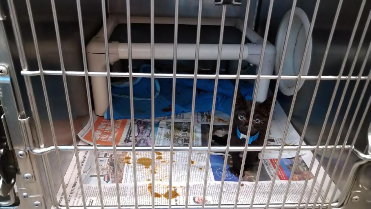 Cat kennels full of poop..jpg