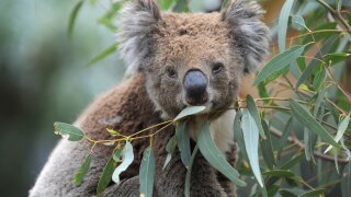 KOALA PIC
