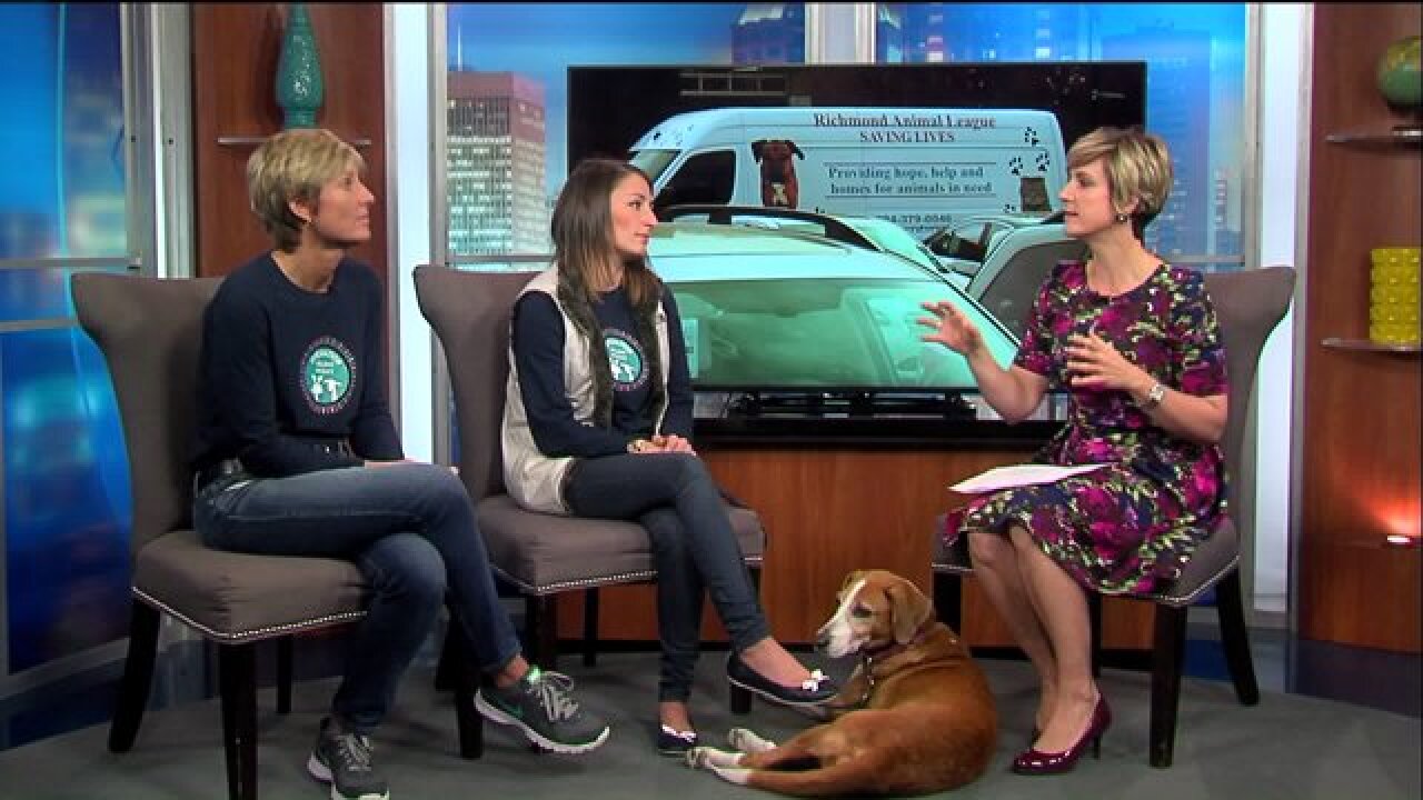 Give a furry friend a home for the holidays