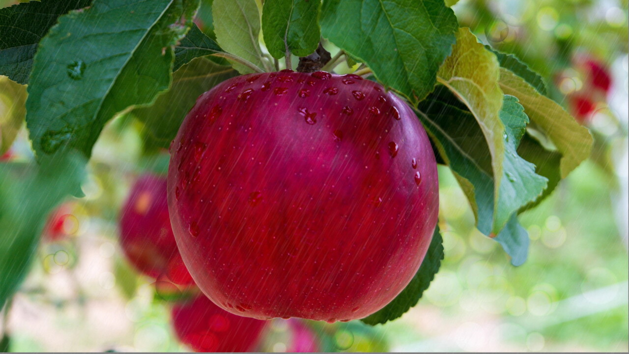 apples 