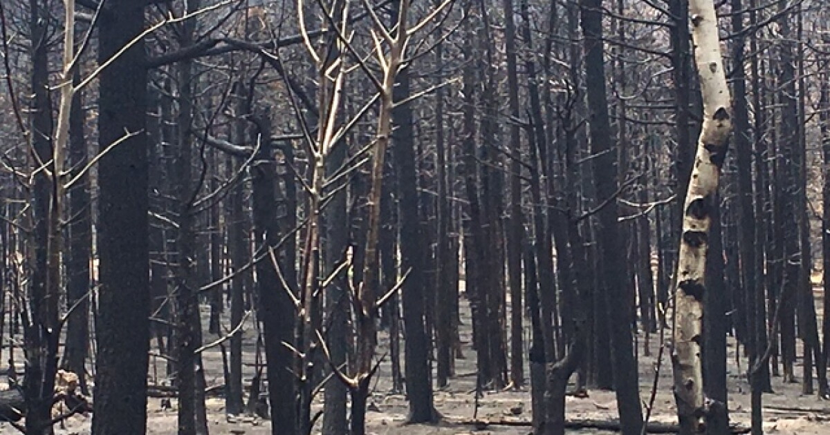 Spring Fire Sunday Families hope to rebuild after Spring Fire