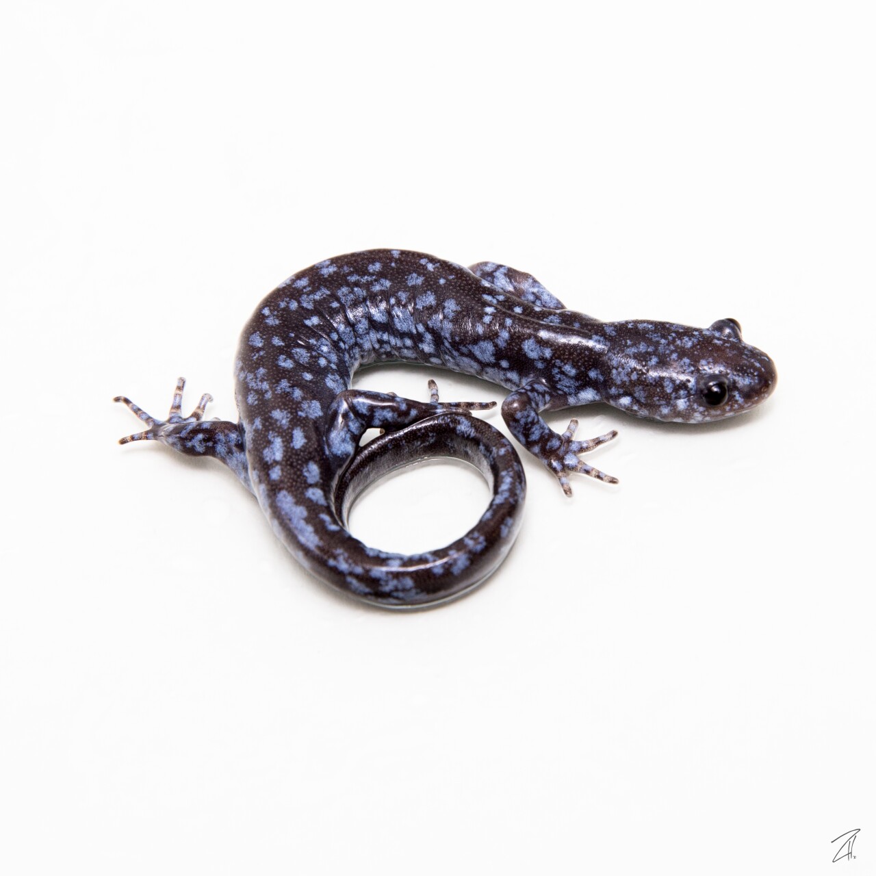 Female mole salamander2.jpg