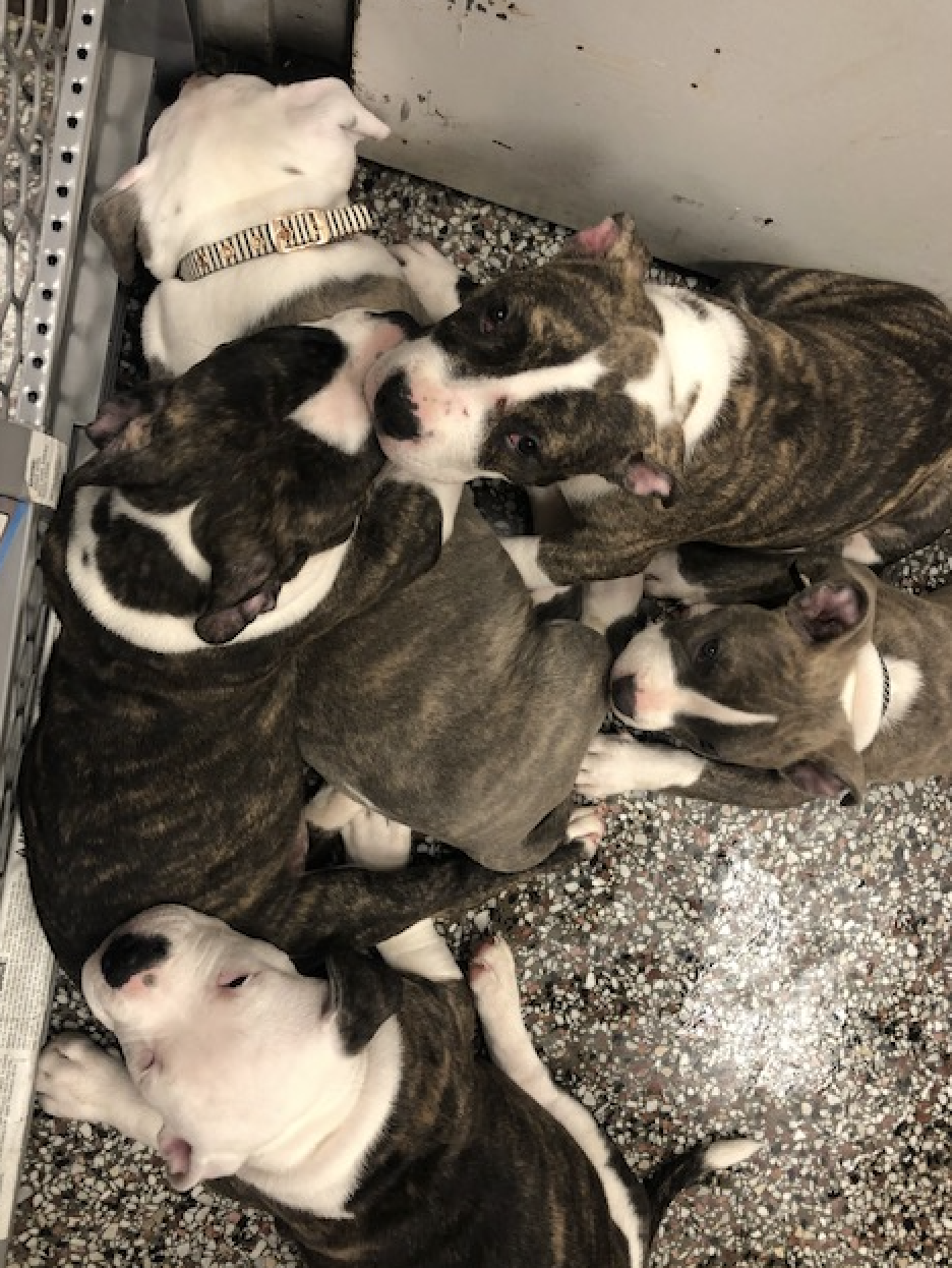 Stark County Humane Society