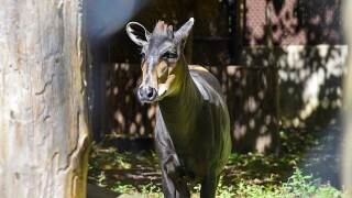 maryland zoo duiker.jpeg