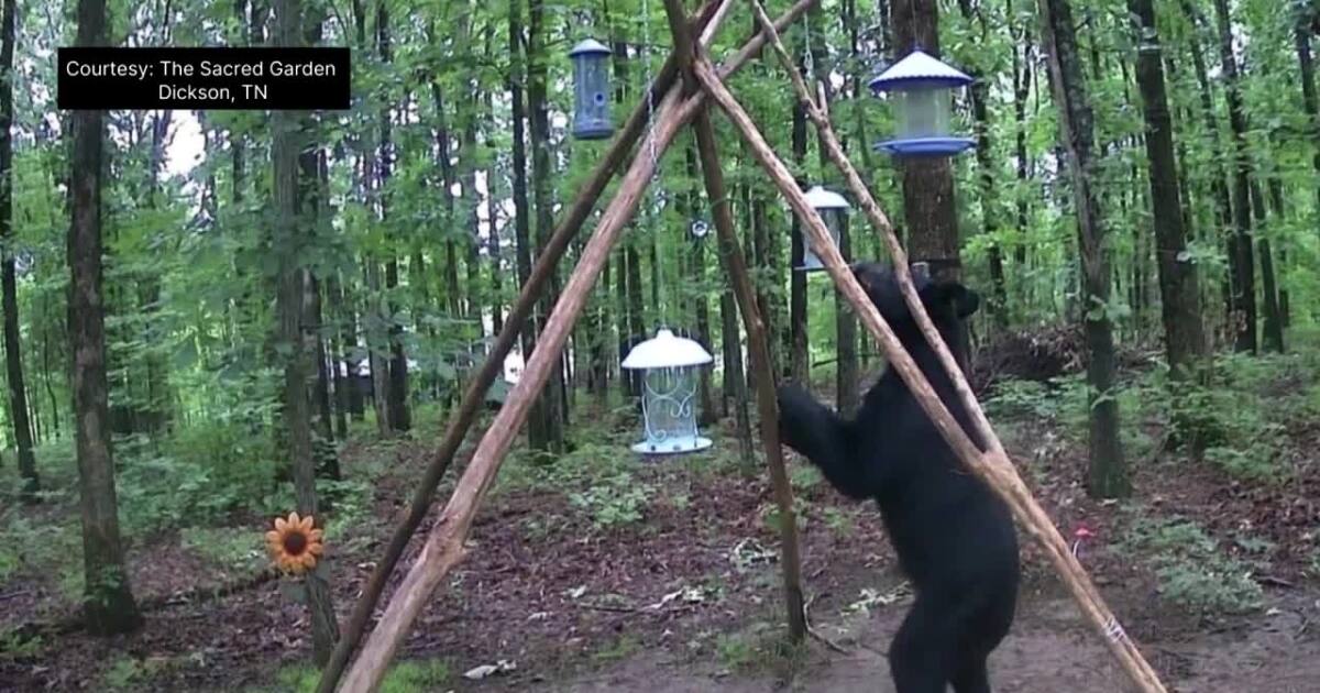 Black bears spotted in Middle Tennessee neighborhoods