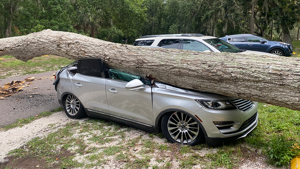 downed-tree-000.png