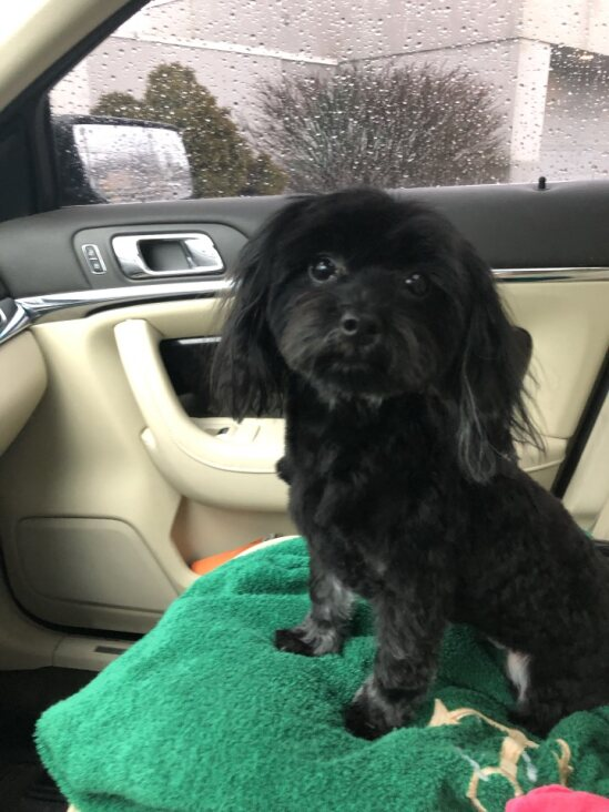 Dog walking forecast