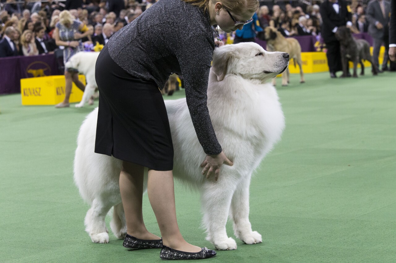 Great Pyrenees
