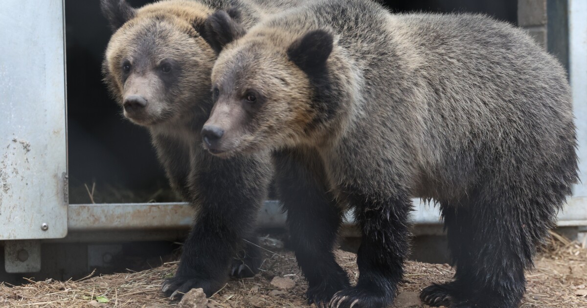 Public invited to help name these orphaned Grizzly Bear Cubs in Colorado