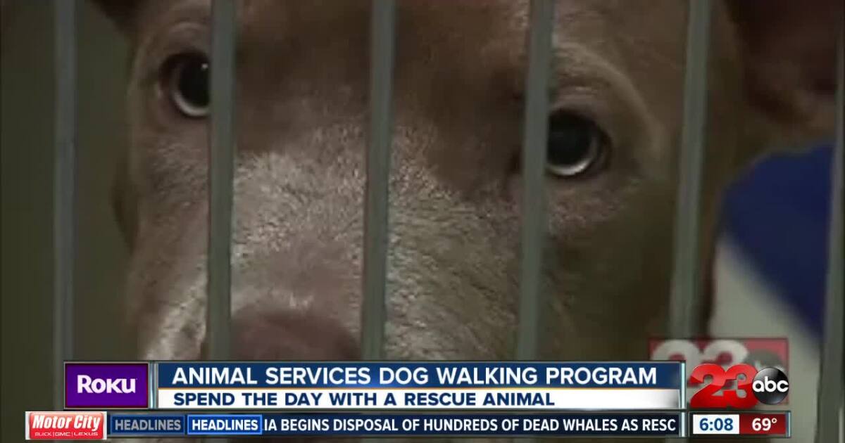 Spend the day with a rescue animal through new program