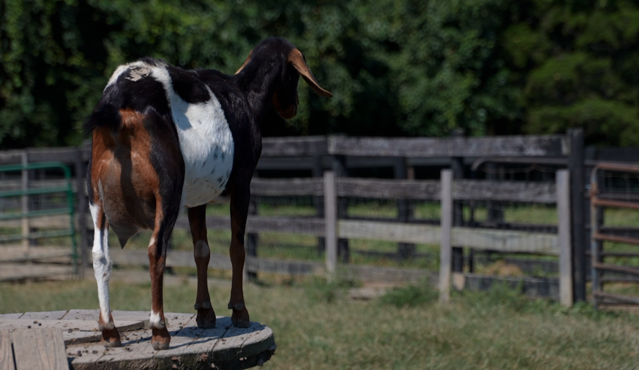 A goat at ROAR