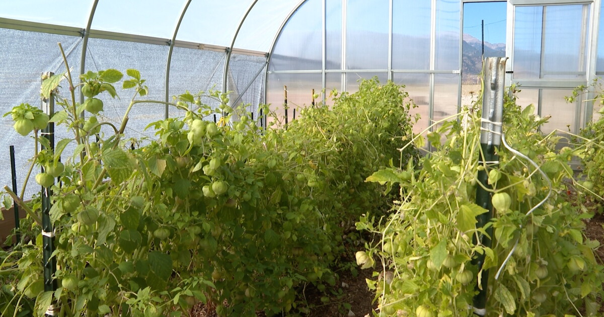 Food to Power celebrates 10 years in Colorado Springs - Vimarsana News