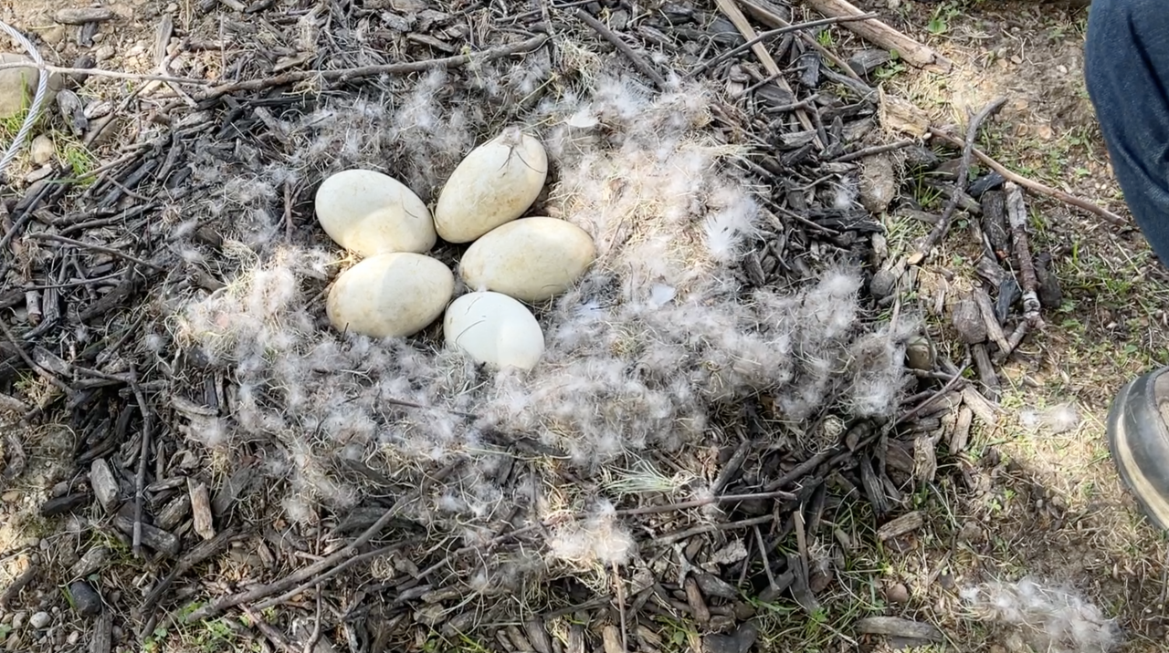 Screen Shot 2024-04-18 at 5.55.26 PM.png