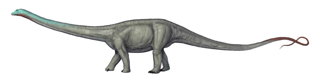 Diplodocus longus