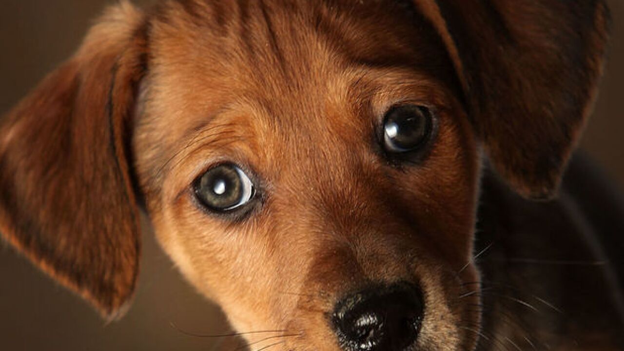 Puppies from national pet store chain sicken 39 people, officials say