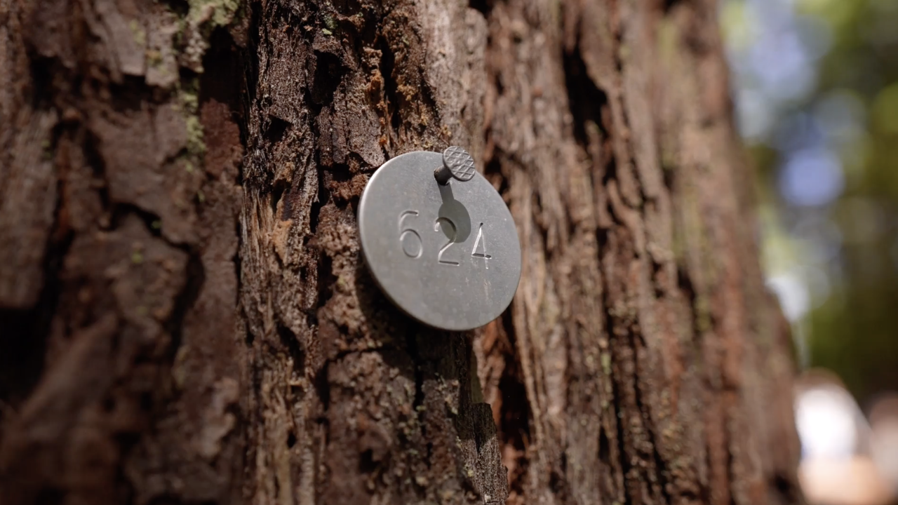 Sustainable forest burials