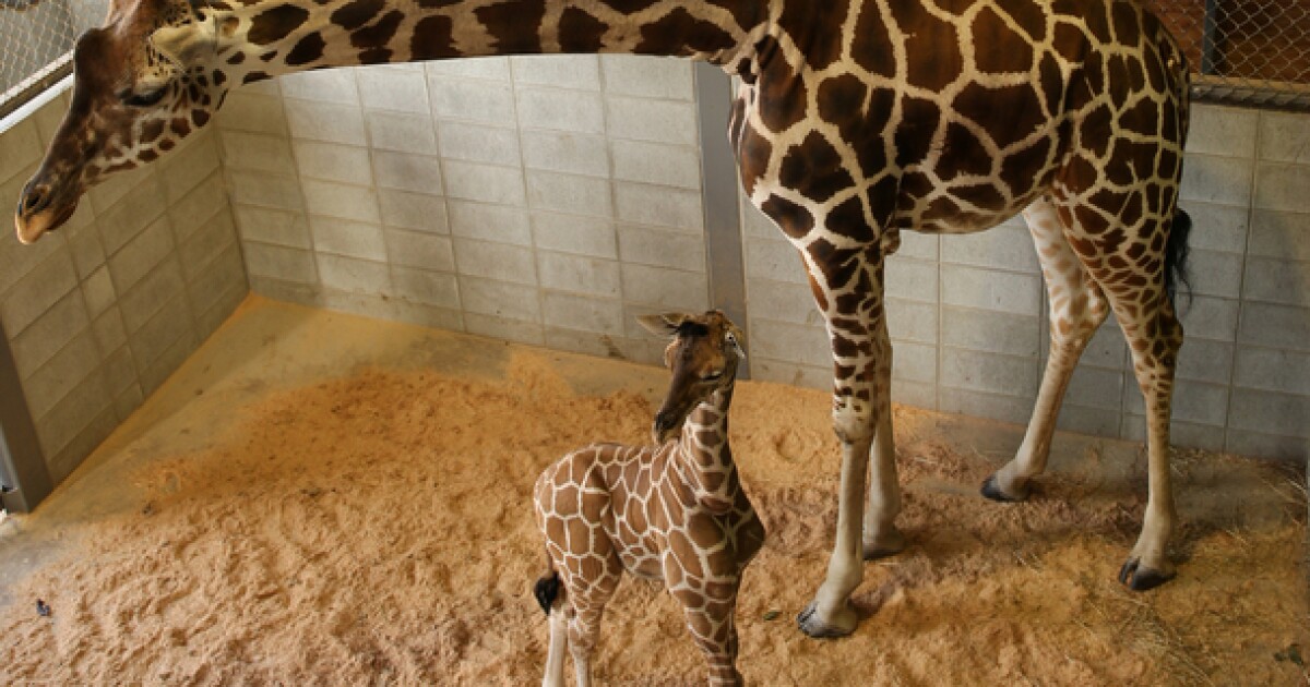 Photos Baby Giraffes Around The World
