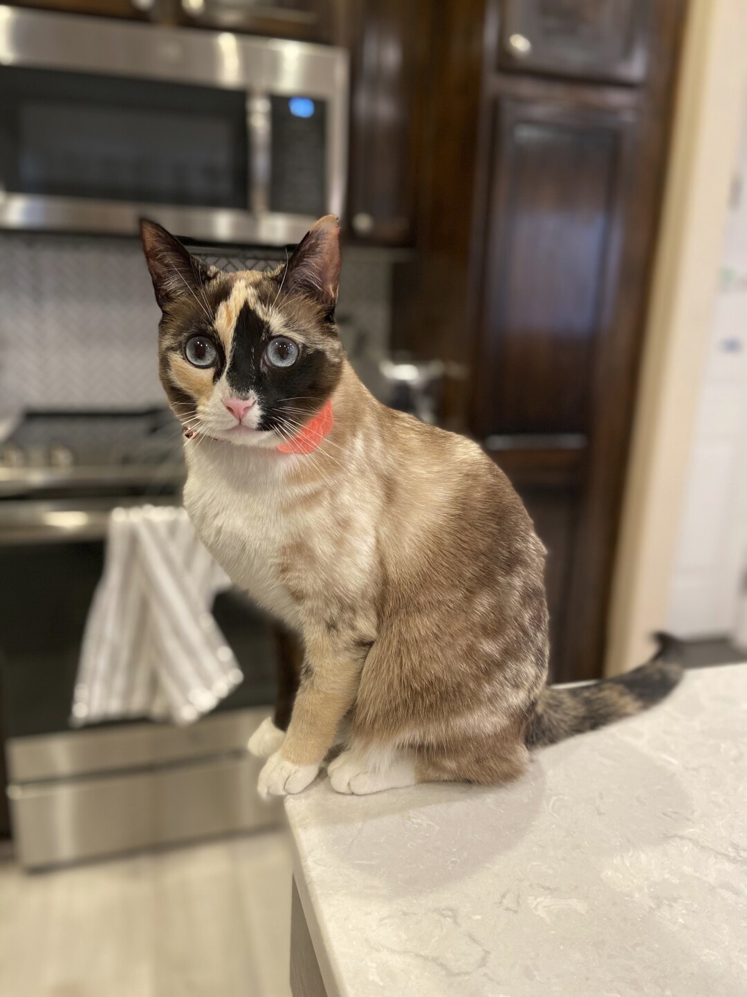 Cat Found Amazon Box